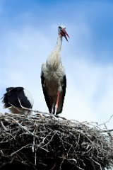 nest_with_bird_Ciconia_ciconia201107301716-1