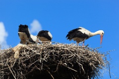 nest_with_bird_Ciconia_ciconia201107301718