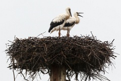 nest_with_bird_Ciconia_ciconia201207151758