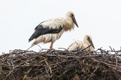 nest_with_bird_Ciconia_ciconia201207151843