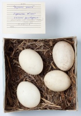 eggs_museum_Ciconia_nigra201009241746