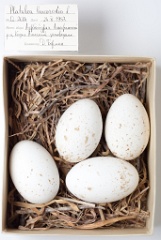 eggs_museum_Platalea_leucorodia201009161130