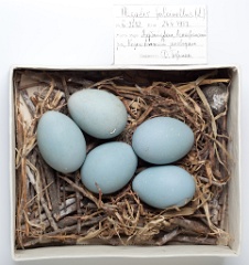 eggs_museum_Plegadis_falcinellus201009161142