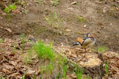 Aix_galericulata_2024_0529_0631