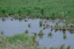 Aix_galericulata_2024_0605_2115