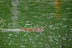 Aix_galericulata_2024_0613_1257