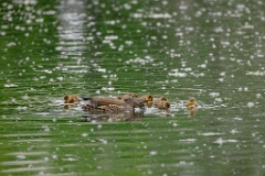 Aix_galericulata_2024_0613_1258