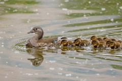 Aix_galericulata_2024_0613_1259-2