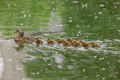 Aix_galericulata_2024_0613_1259