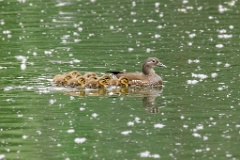 Aix_galericulata_2024_0613_1303-3