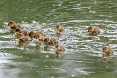 Aix_galericulata_2024_0613_1324-6