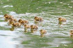 Aix_galericulata_2024_0613_1324-7