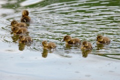 Aix_galericulata_2024_0613_1324-8