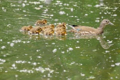 Aix_galericulata_2024_0613_1336-2