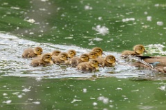 Aix_galericulata_2024_0613_1336