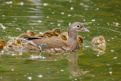 Aix_galericulata_2024_0613_1337-4