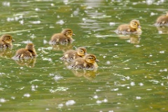 Aix_galericulata_2024_0613_1337-6