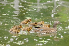 Aix_galericulata_2024_0613_1337