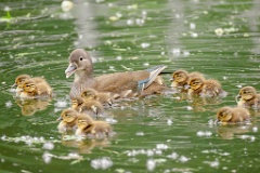 Aix_galericulata_2024_0613_1338-2