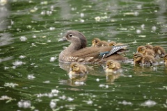 Aix_galericulata_2024_0613_1338