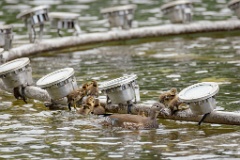 Aix_galericulata_2024_0613_1350-3