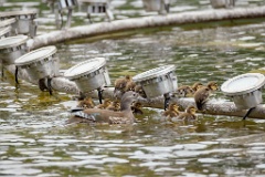 Aix_galericulata_2024_0613_1350