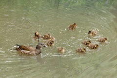 Aix_galericulata_2024_0615_1448-5