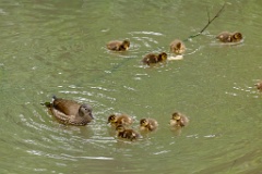 Aix_galericulata_2024_0615_1448-6