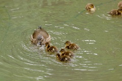Aix_galericulata_2024_0615_1448-7