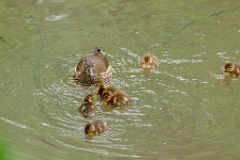 Aix_galericulata_2024_0615_1448-8