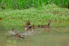 Aix_galericulata_2024_0615_1454-6
