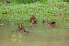 Aix_galericulata_2024_0615_1454