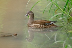 Aix_galericulata_2024_0615_1504-2
