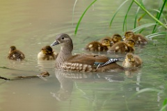 Aix_galericulata_2024_0615_1504