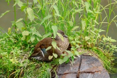 Aix_galericulata_2024_0618_0852