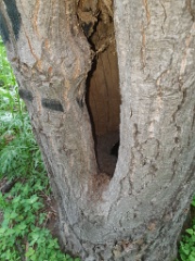 nest240529-1_Aix_galericulata_2024_0529_1528