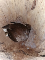 nest240529-1_Aix_galericulata_2024_0611_1729-2