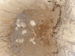 nest240529-1_Aix_galericulata_2024_0612_1743