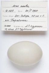 eggs_apart_Anas_acuta201009161523-1