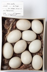 eggs_museum_Anas_acuta201009161523