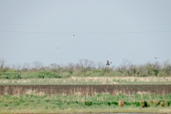 Anas_clypeata_2024_0604_1806-2