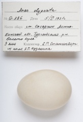 eggs_apart_Anas_clypeata201009161525-1