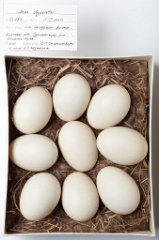 eggs_museum_Anas_clypeata201009161525
