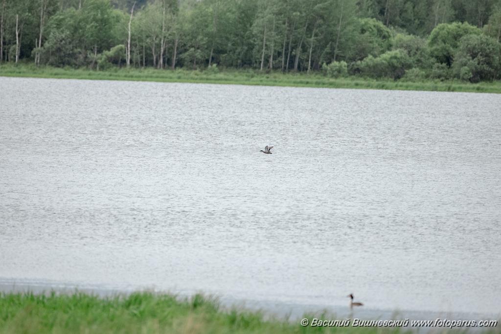 Anas_falcata_2024_0611_0942.jpg - Дальний Восток, Приамурье. Еврейская автономная область, Смидовичский район.11 июня 2024 г.