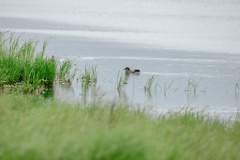 Anas_falcata_2024_0611_0947-3