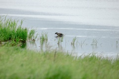 Anas_falcata_2024_0611_0947-4