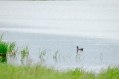 Anas_falcata_2024_0611_0947