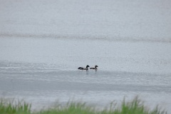 Anas_falcata_2024_0611_0948