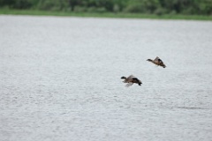 Anas_falcata_2024_0611_0949-5