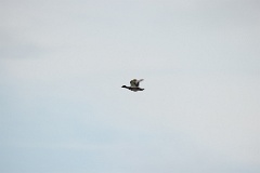 Anas_falcata_2024_0611_0949-7